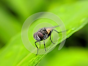 TheÂ houseflyÂ & x28;Musca domestica& x29; is a fly of the suborder Cyclorrhapha.